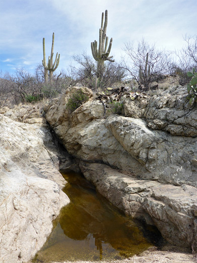 Saguaro above exposed rocks along a minor drainage