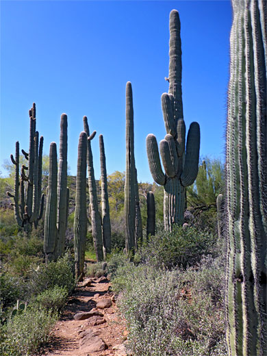 Path through saguaro