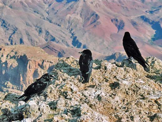 Ravens at Lipan Point