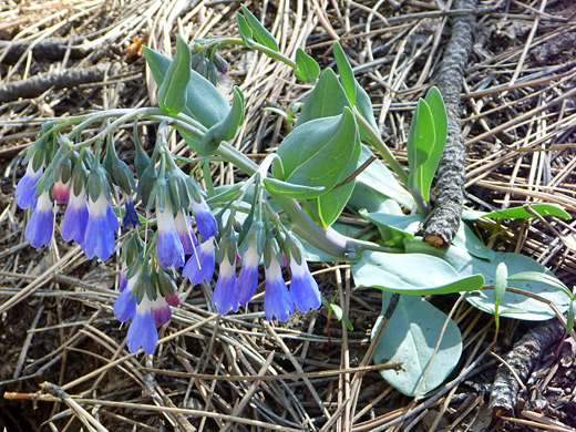 Macdougal's Bluebell; Blue and white flowers - Macdougal's bluebell, AB Young Trail, Sedona, Arizona