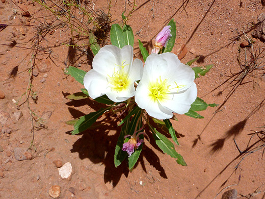 Birdcage Evening Primrose; Two white flowers of birdcage evening primrose (oenothera deltoides), Lake Mead, Nevada