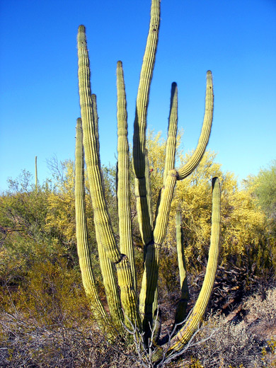 Organ pipe cactus, Victoria Mine Trail