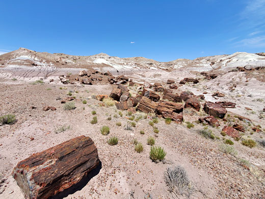 Photographs of Petrified Forest National Park