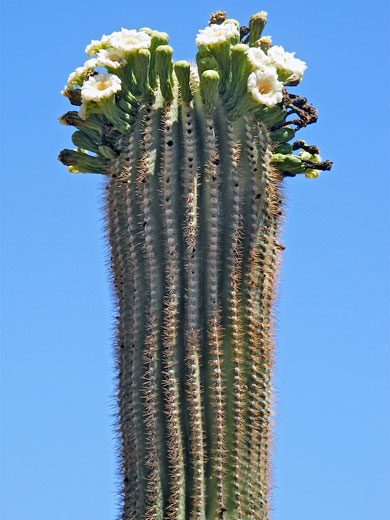 Flowering saguaro, Picacho Peak