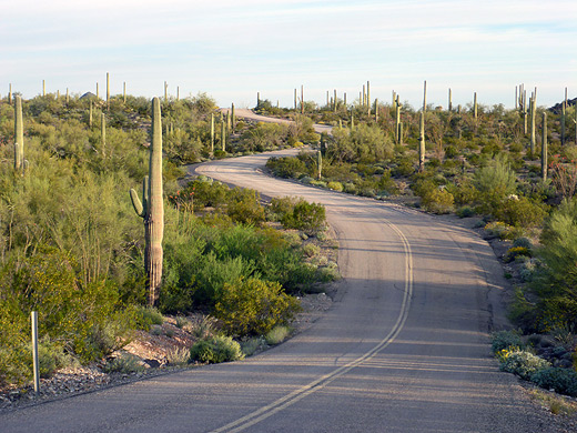 Mile 3: curves on the Puerto Blanco Drive