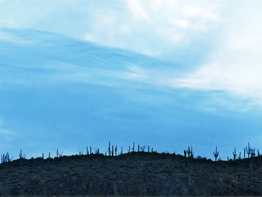 Saguaro skyline