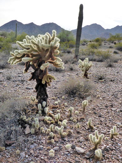 Cholla cactus with many fallen stems