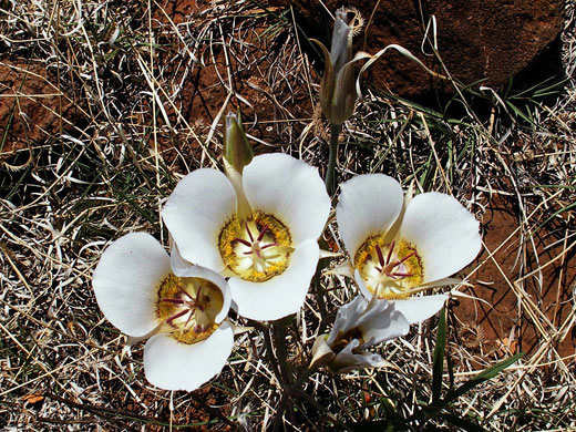 Doubting Mariposa Lily; Three calochortus ambiguus flowers (doubting mariposa lily) - Wilson Mountain Trail, Sedona, Arizona