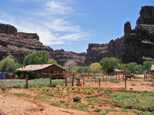 Houses and horses in Supai