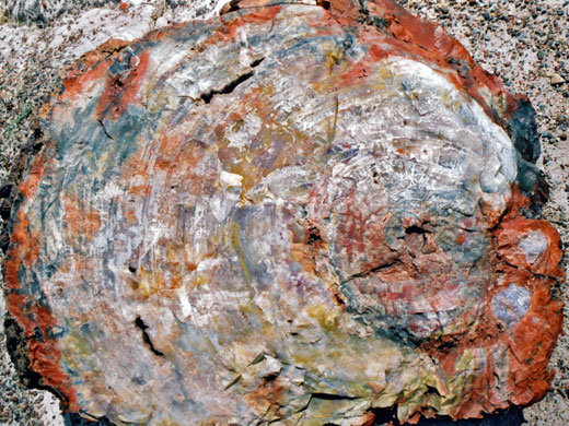 Photographs of Petrified Forest National Park