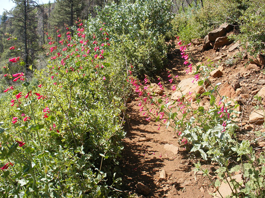 Flowers beside a path