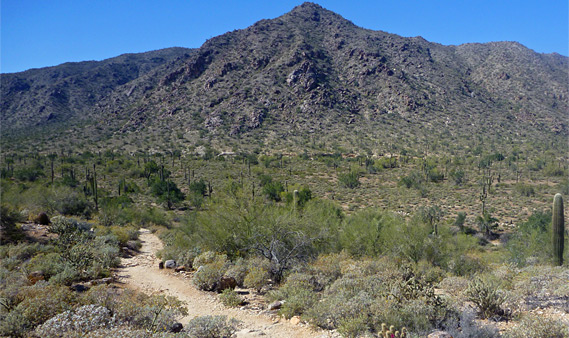 white tank mountain regional