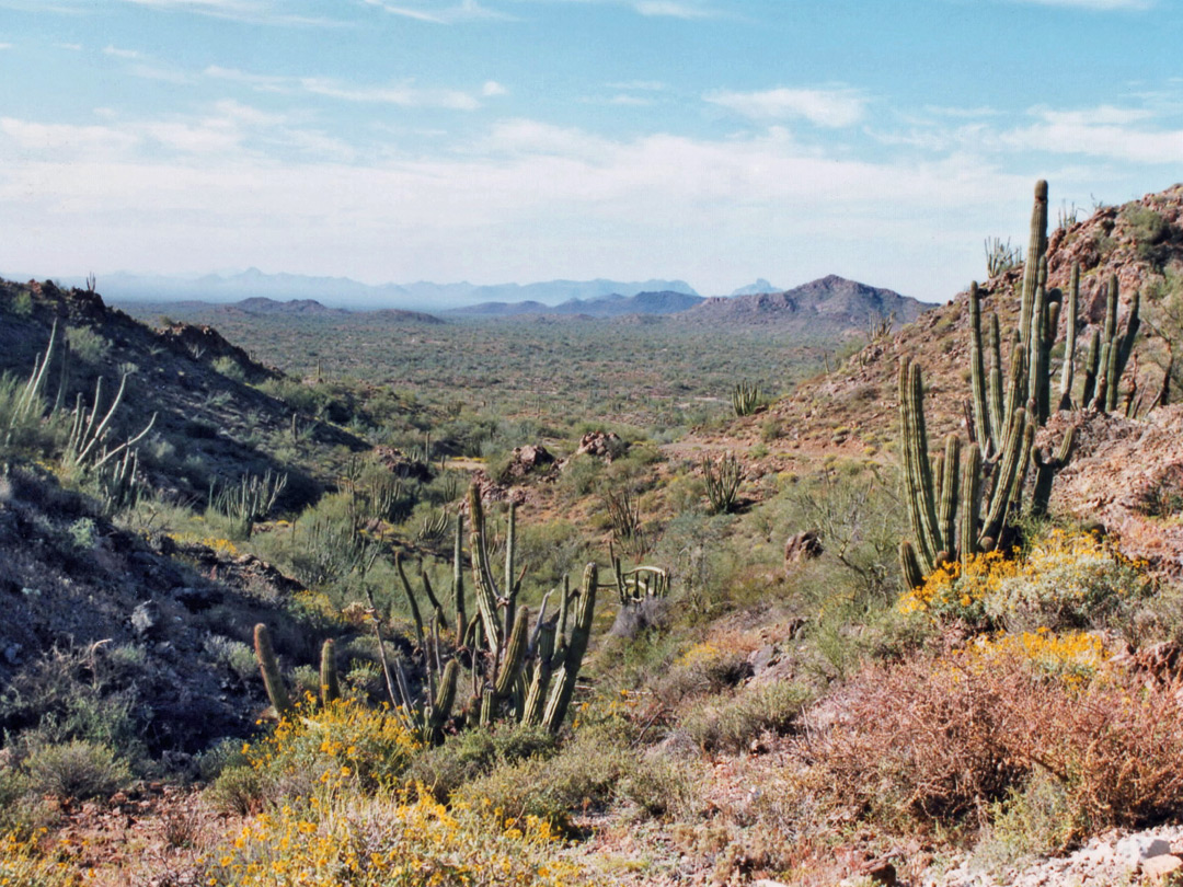 Photographs of Organ Pipe Cactus National Monument