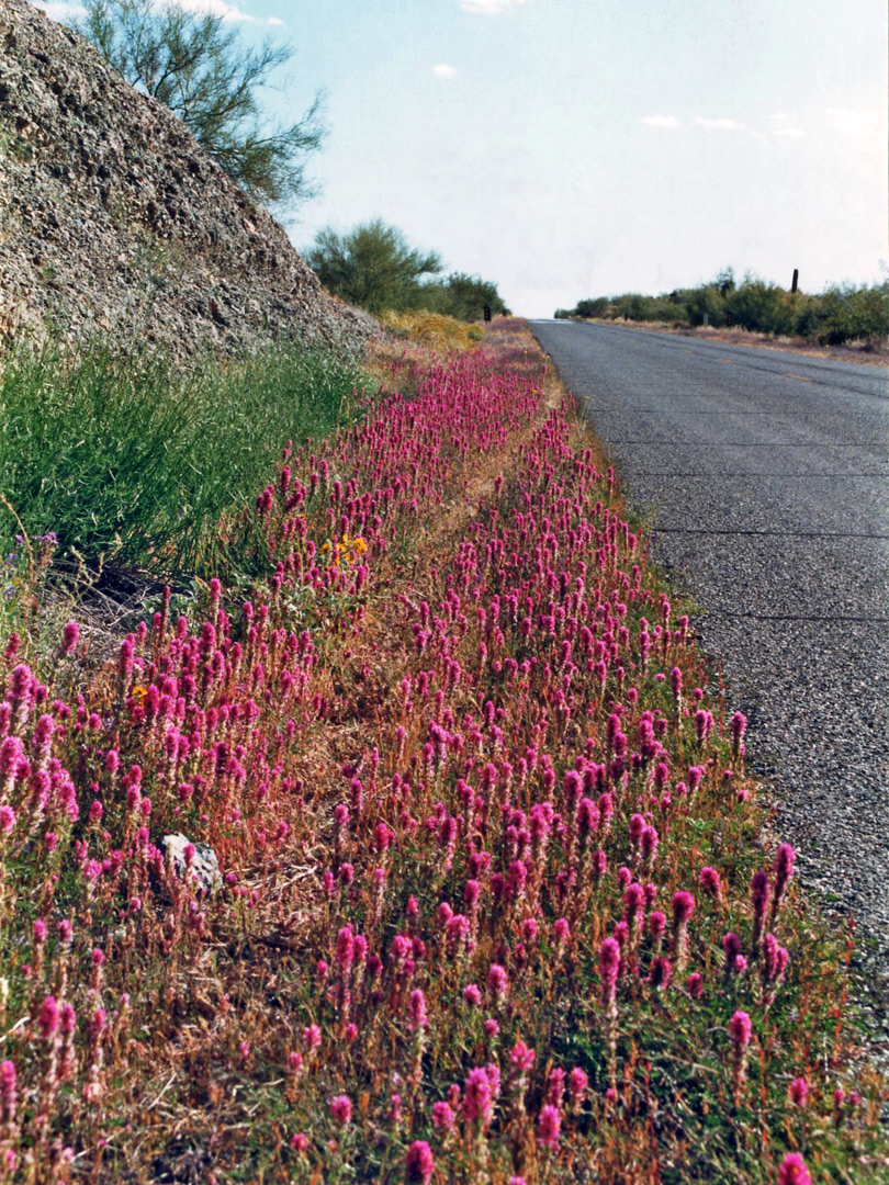 Flowers beside Alamo Lake Road
