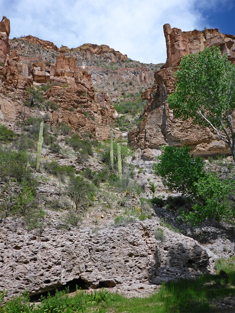 Saguaro near the creek
