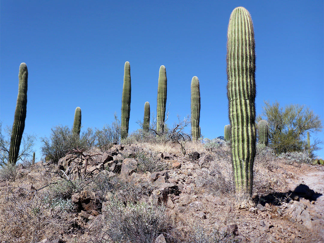 Unbranched saguaro