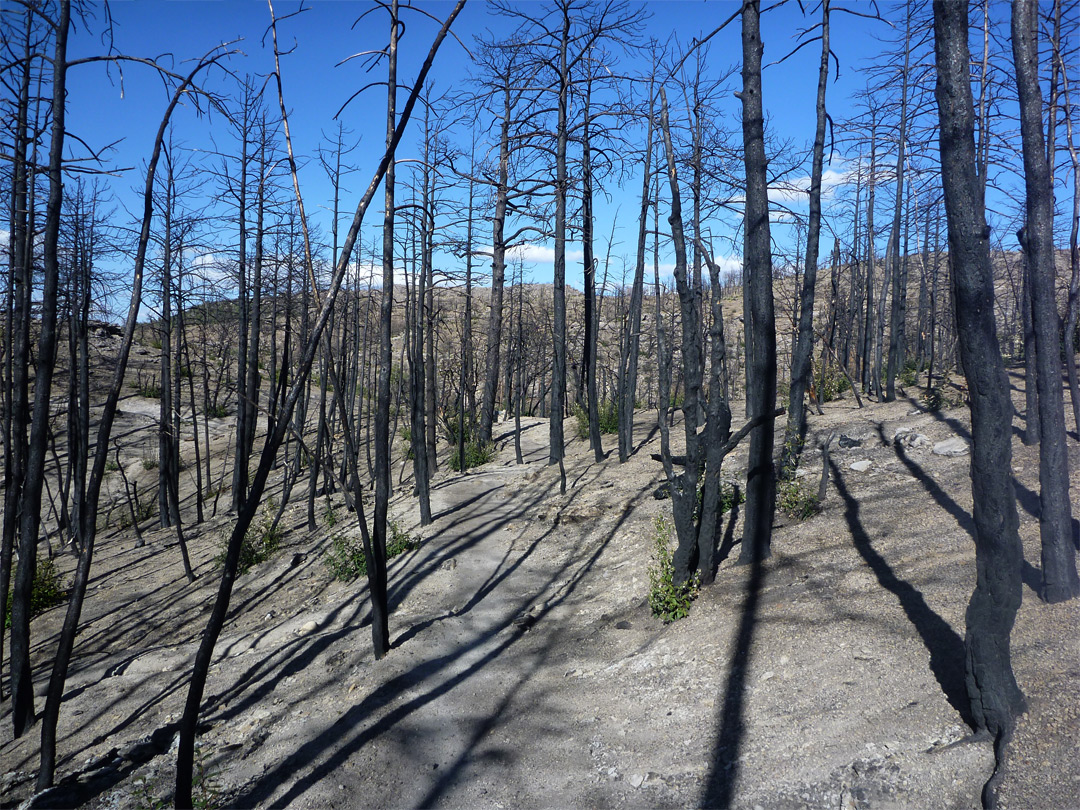 Burnt woodland