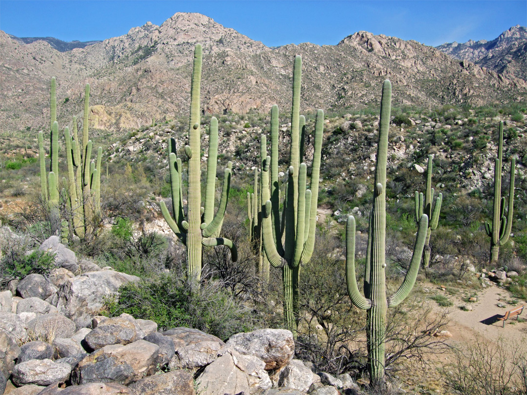Many saguaro trunks