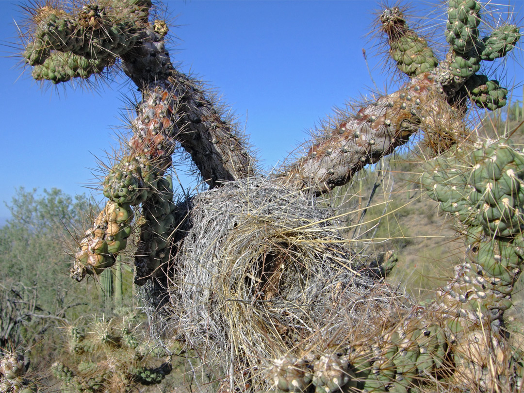 Birds nest in a cholla cactus