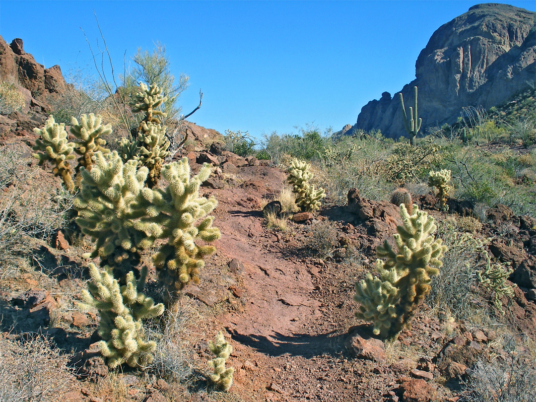 Cholla beside the trail