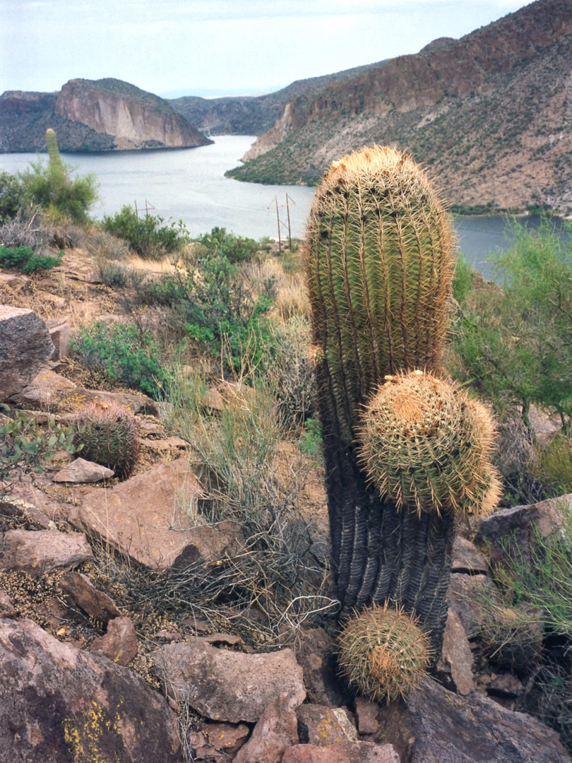 A ferocactus, above Canyon Lake