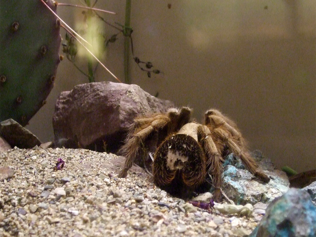 Desert tarantula - male