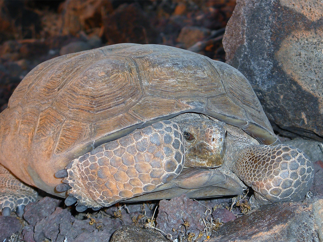 Desert tortoise - front view