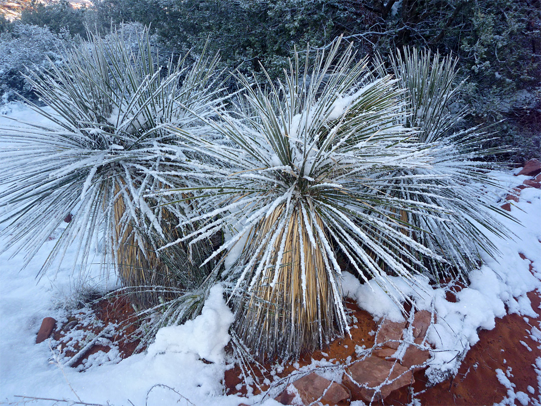 Snow-covered soaptree yucca