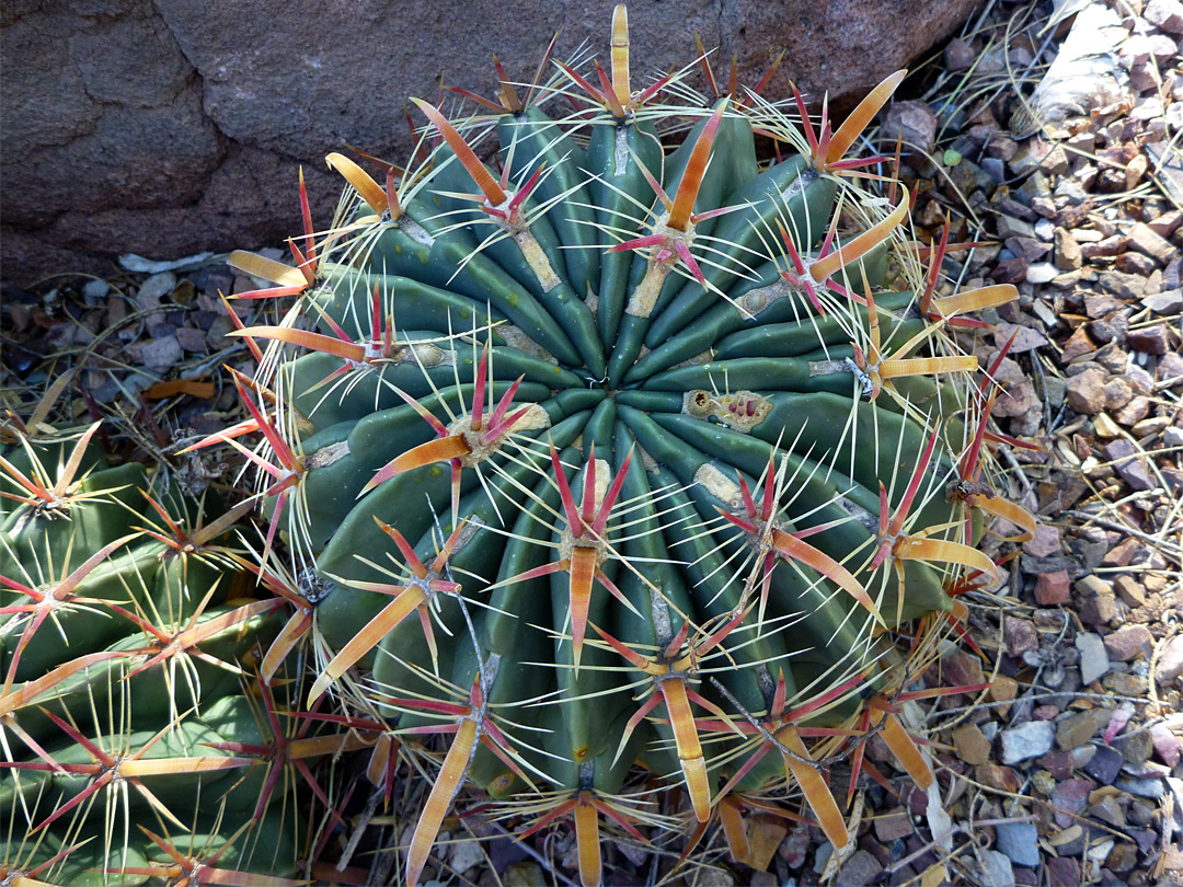 Ferocactus latispinus