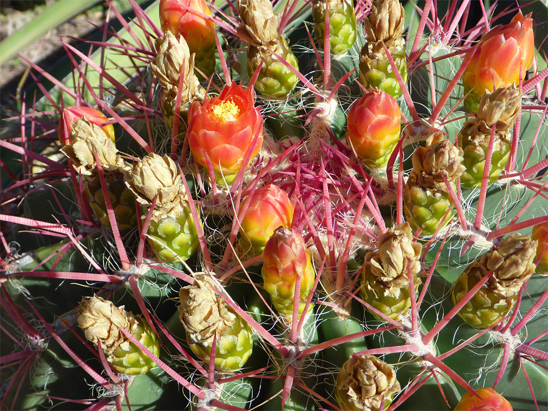 Ferocactus pilosus - flowers and buds