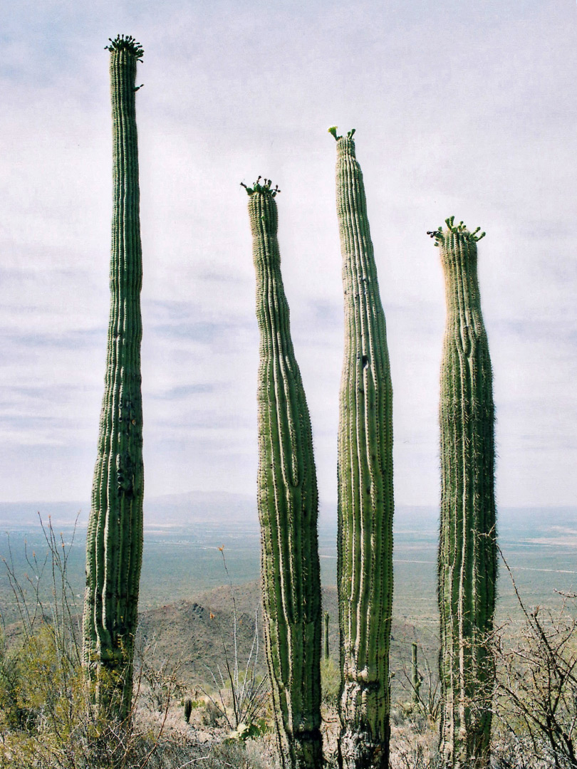 Four saguaro