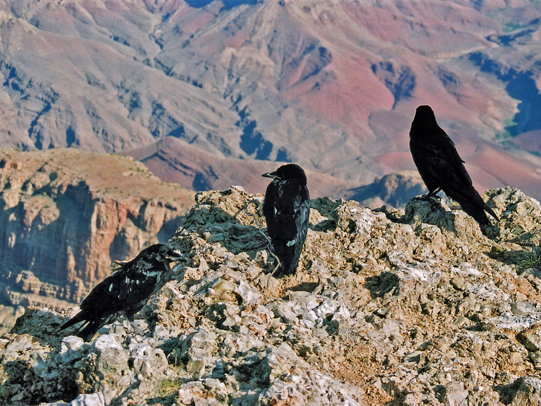Ravens at Lipan Point