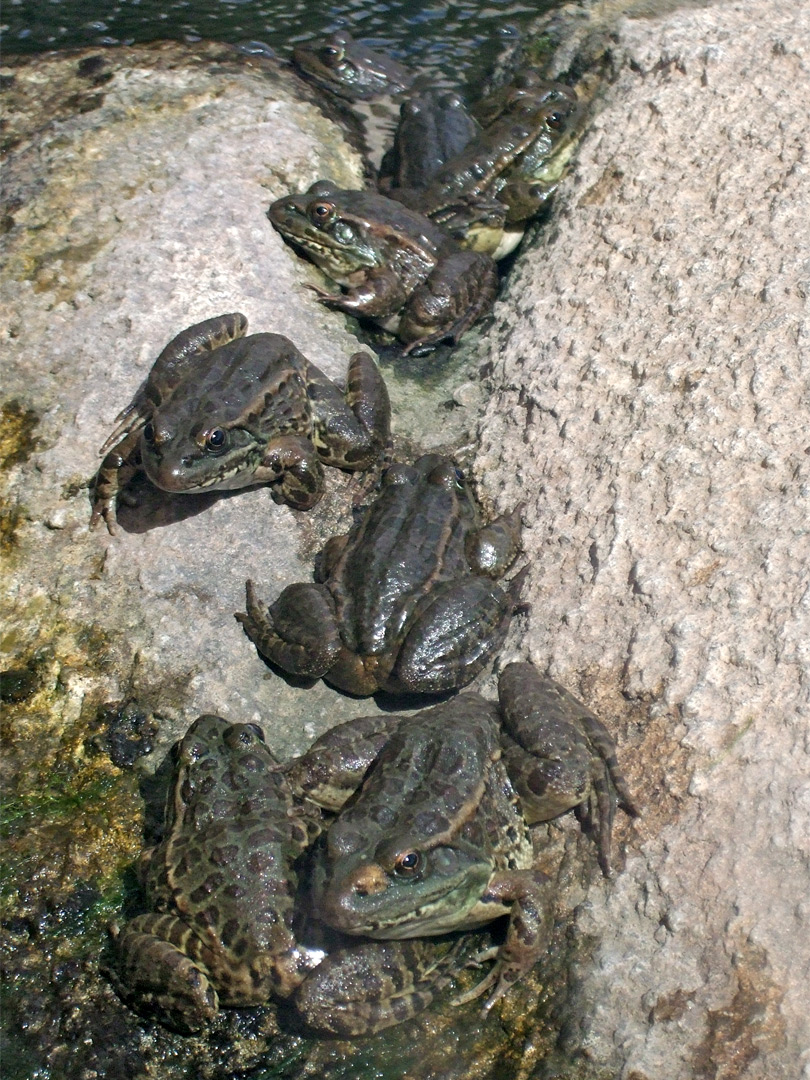 Group of lowland leopard frogs