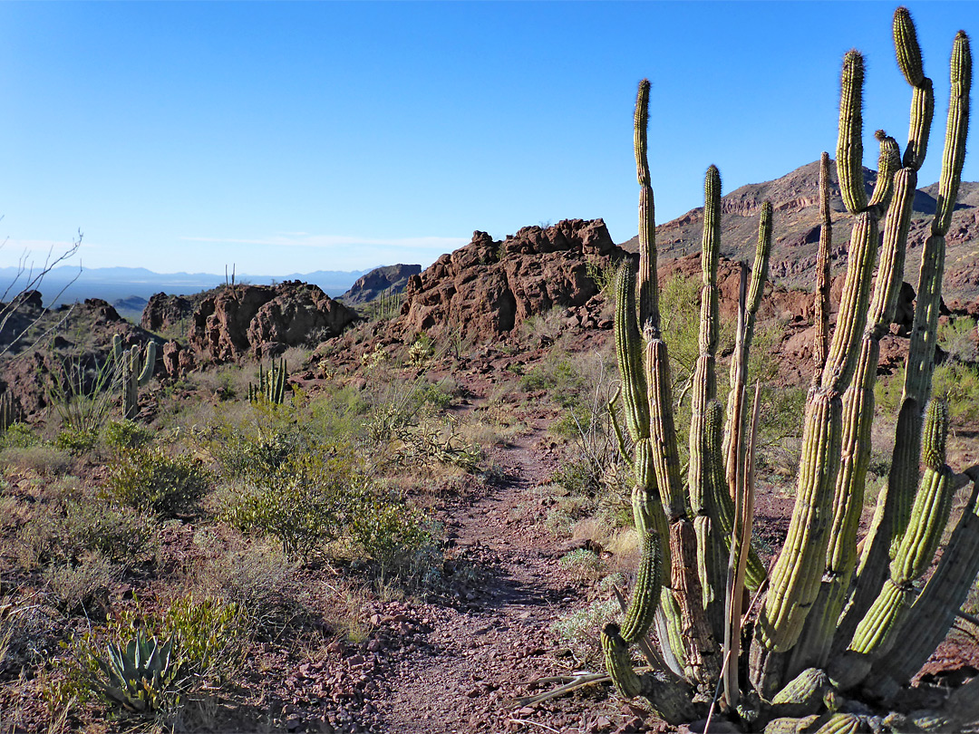 Cacti by the trail