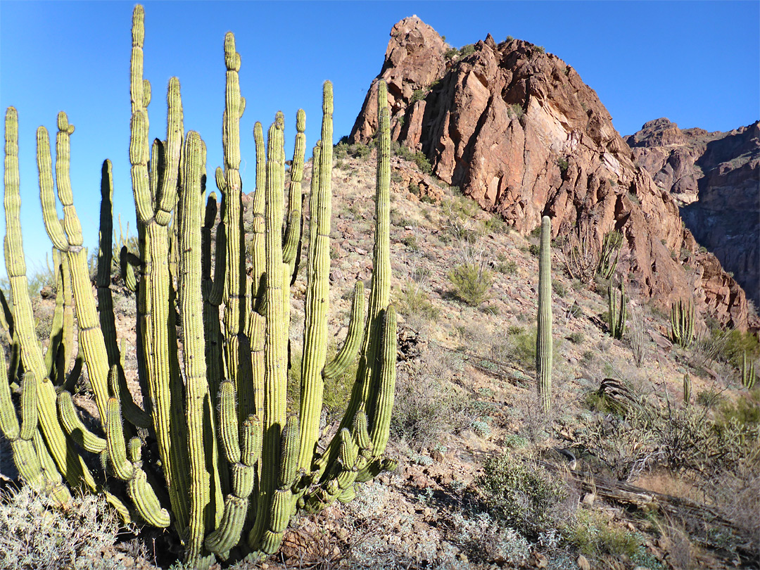 Large organ pipe cactus