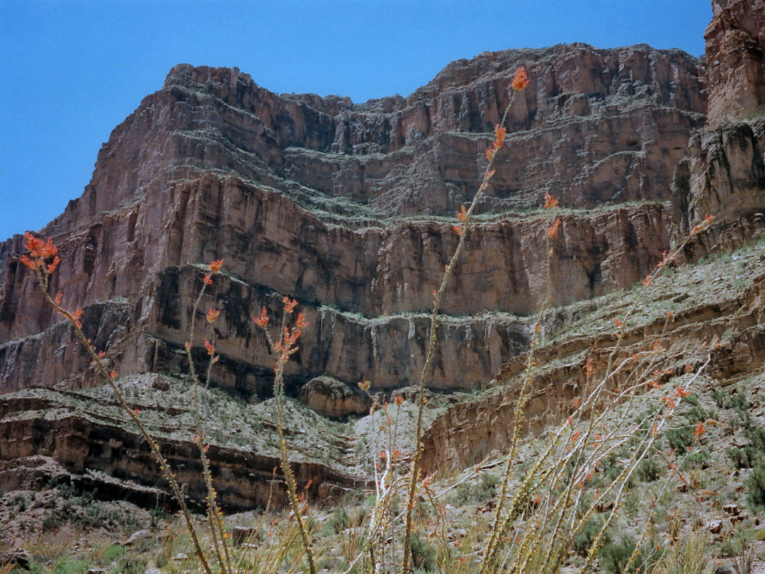 Ocotillo flowers in Peach Springs Canyon