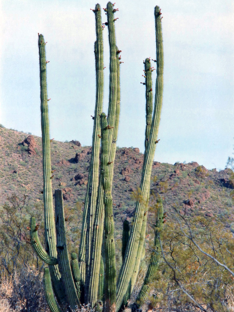 Tall organ pipe cactus