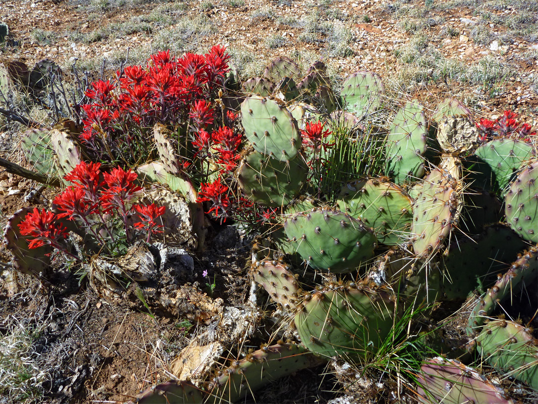 Opuntia and Indian paintbrush