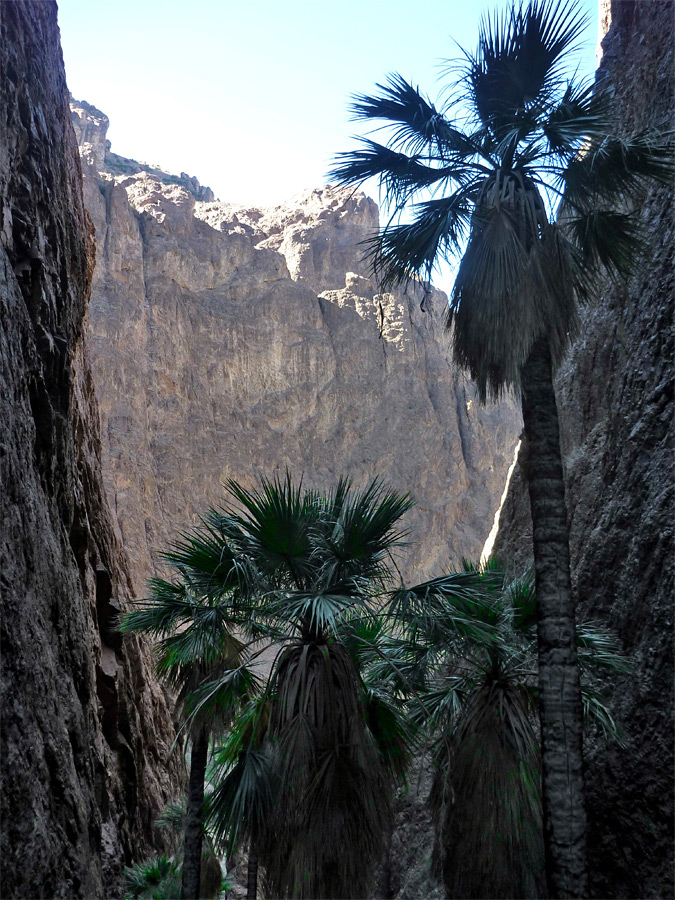 Palms in the side canyon
