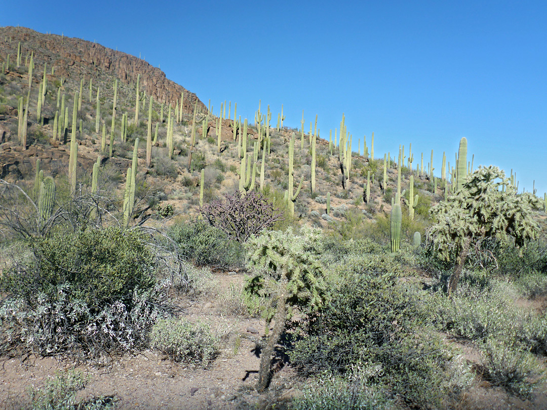 Many saguaro