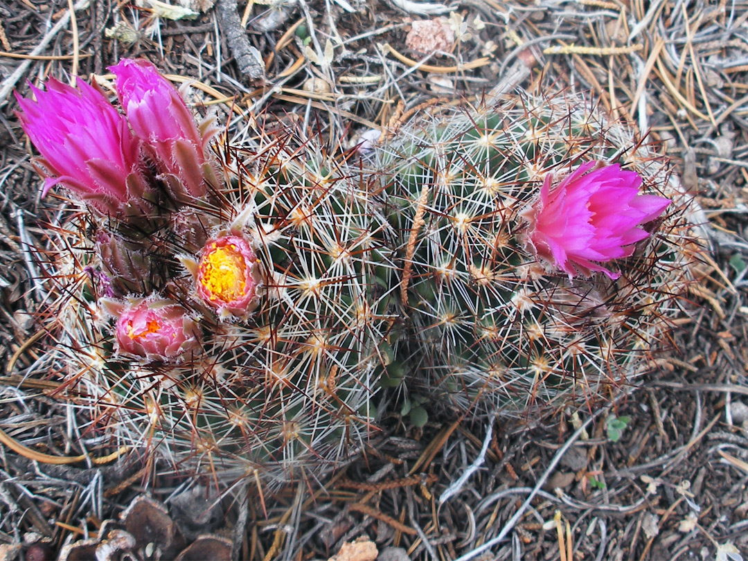 Escobaria cactus
