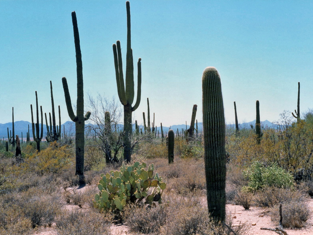Cacti in Saguaro West