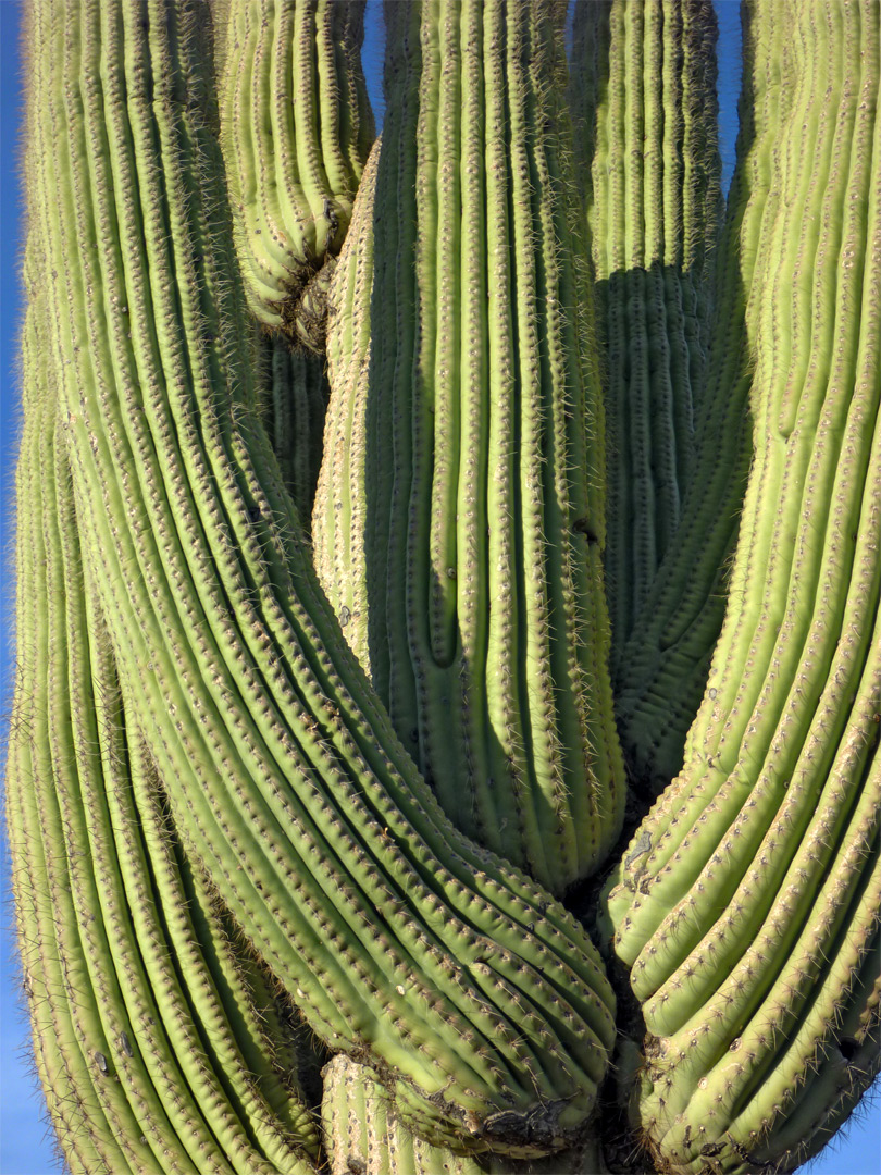 Saguaro ribs