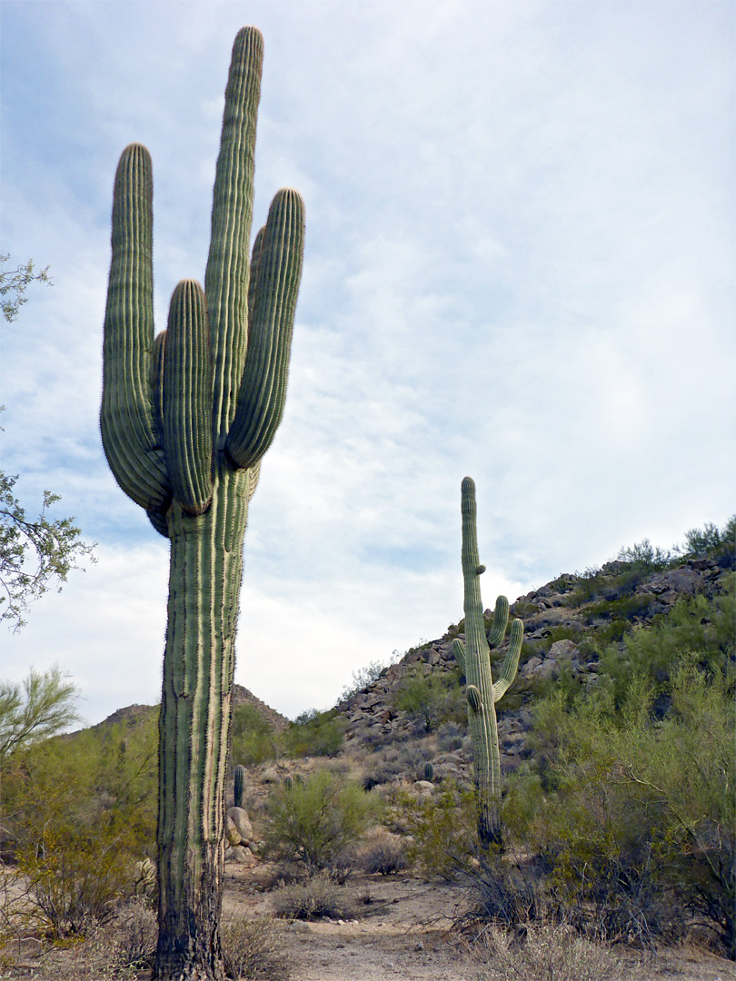 Two tall saguaro