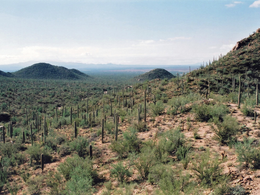 Cacti along the Overlook Trail