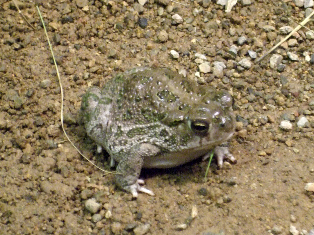 Sonoran Desert toad