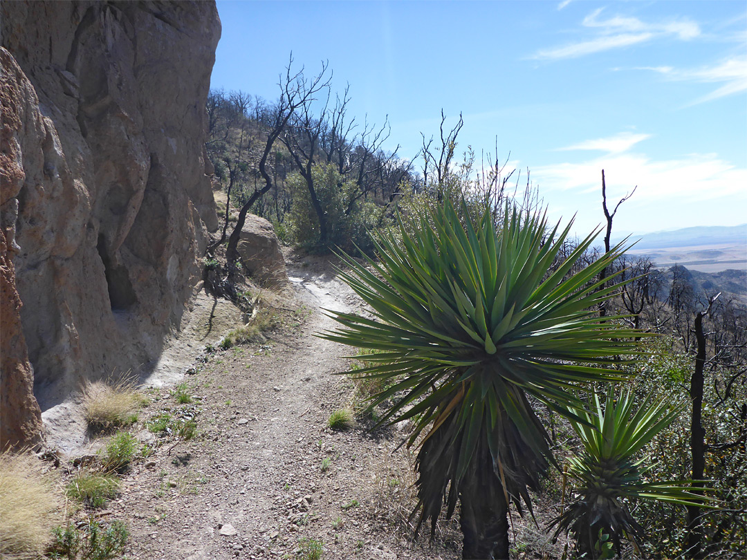 Yucca beside the trail