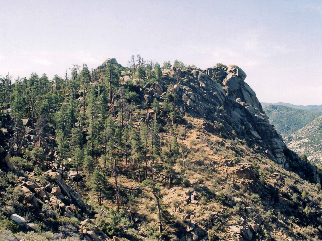 Forested ridge