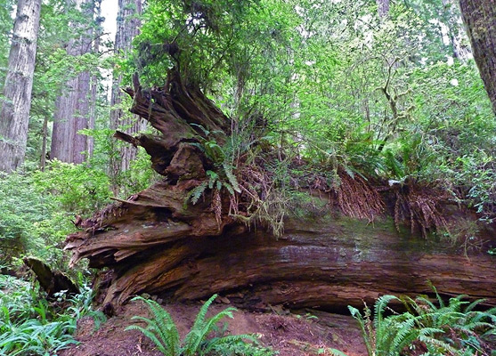 Ancient fallen redwood, Boy Scout Tree Trail