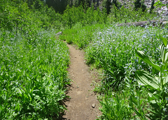 Flower-lined path to Brokeoff Mountain